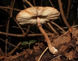 Leucocoprinus cretaceus image