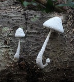 Leucocoprinus cretaceus image