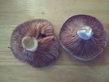Lactarius paradoxus image