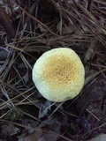 Suillus decipiens image