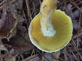 Suillus decipiens image