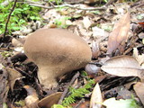 Lycoperdon umbrinum image