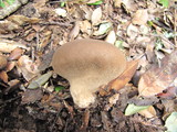 Lycoperdon umbrinum image