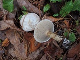 Suillus viscidus image