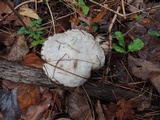 Suillus viscidus image