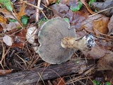 Suillus viscidus image