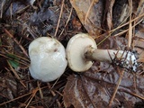 Suillus viscidus image