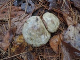 Suillus viscidus image