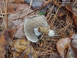 Suillus viscidus image