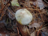 Suillus viscidus image