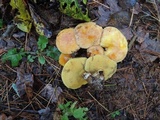 Suillus grevillei image