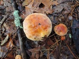 Suillus grevillei image