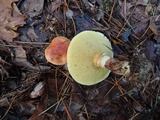 Suillus grevillei image
