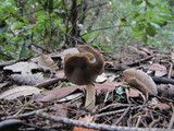 Helvella compressa image