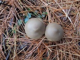 Entoloma griseum image