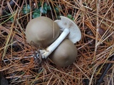 Entoloma griseum image