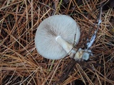 Entoloma griseum image