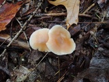 Rhodocollybia butyracea image