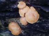 Tubaria romagnesiana image