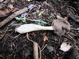 Helvella compressa image