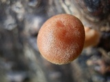 Tubaria romagnesiana image