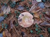 Russula seperina image