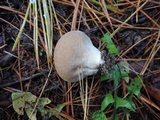 Lycoperdon umbrinum image