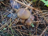 Melanoleuca melaleuca image