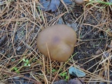 Melanoleuca melaleuca image