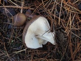 Melanoleuca melaleuca image