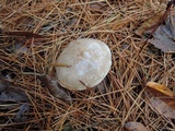Pholiota lenta image