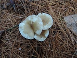 Ampulloclitocybe clavipes image