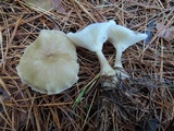 Ampulloclitocybe clavipes image