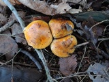 Tricholoma aurantium image