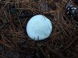 Clitocybe robusta image