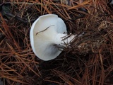 Clitocybe robusta image