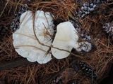 Clitocybe robusta image