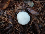 Clitocybe robusta image