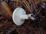 Clitocybe robusta image