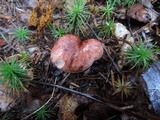 Hygrophorus purpurascens image