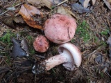 Hygrophorus purpurascens image