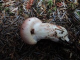 Hygrophorus purpurascens image