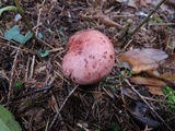 Hygrophorus purpurascens image