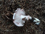 Hygrophorus purpurascens image