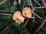 Lactarius salmonicolor image