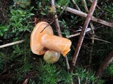 Lactarius salmonicolor image