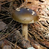 Amanita dulciarii image