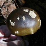 Amanita dulciarii image