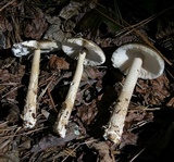 Amanita dulciarii image