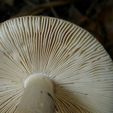 Amanita dulciarii image